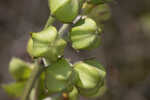 Largeflower milkweed